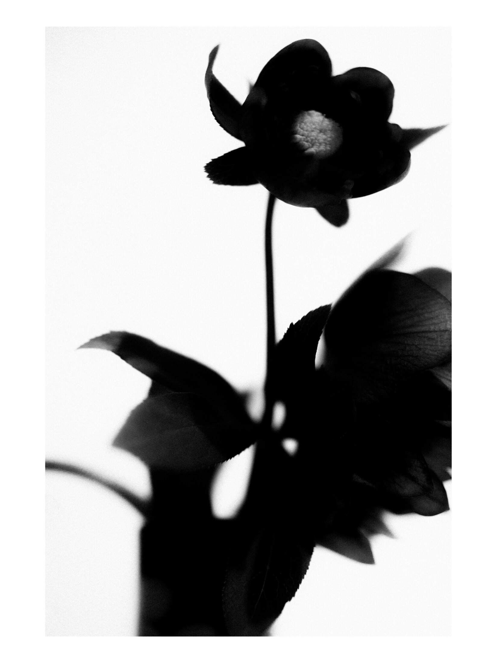 LAURA BALDWINSON
