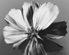 LAURA BALDWINSON